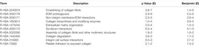 Identification of a Cancer Stem Cells Signature of Head and Neck Squamous Cell Carcinoma